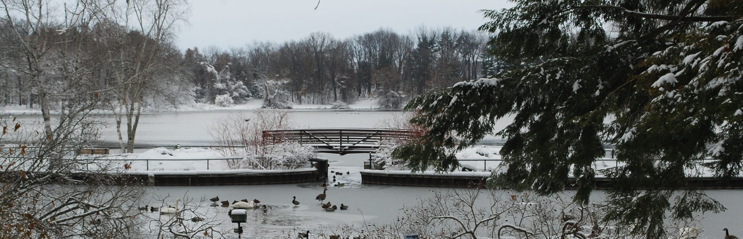 Snowy view of the Sanctuary's foot bridge and Wintergreen Lake, with waterfowl in the foreground.