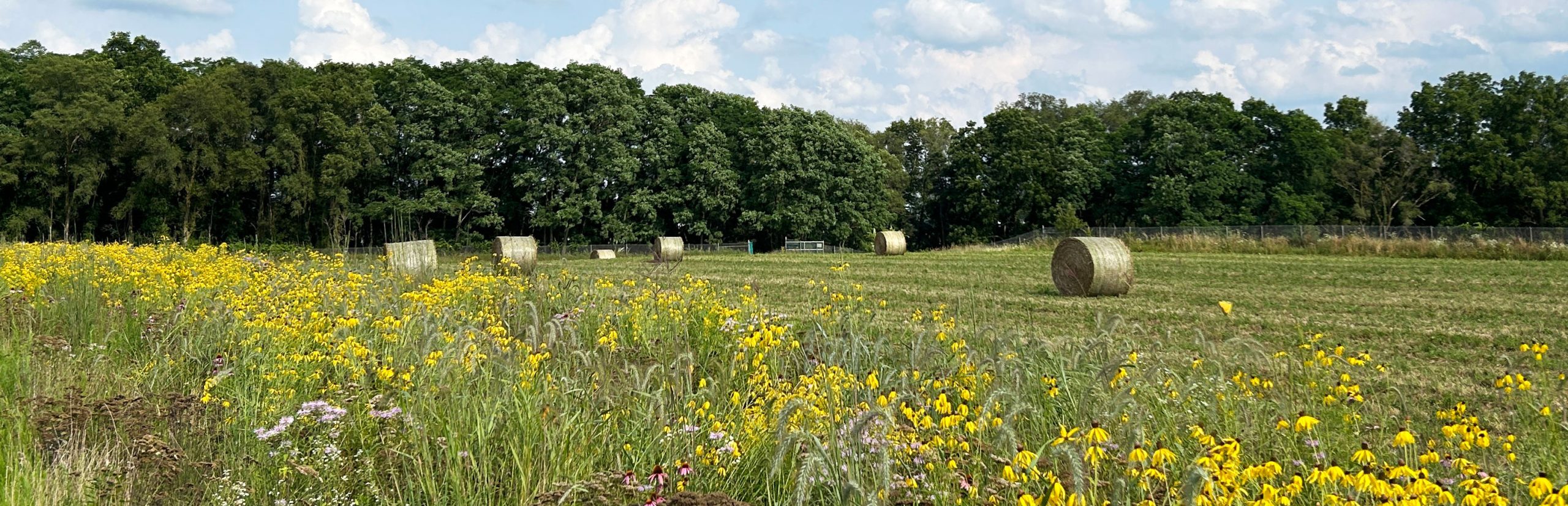 A small field with round hay bales is bordered in the back by trees with a planting of native flowers in the foreground.