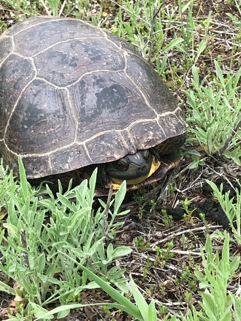 Turtle at Pond Lab