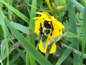 Bumblebee searching for pollen in our research plot