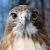 Close-up of a red-tailed hawk staring into the camera.