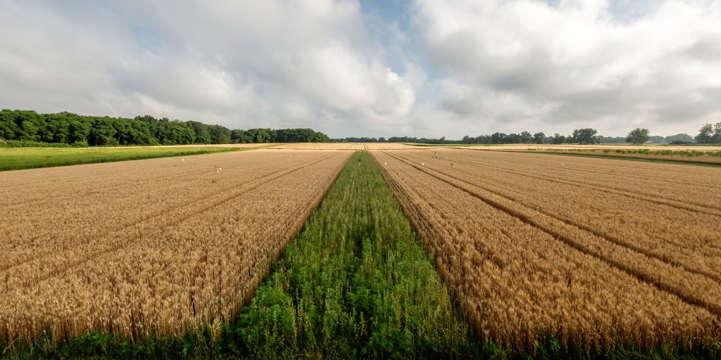 Panoramic view of an agricultural field with a strip of grasses and forbs planted down the center.
