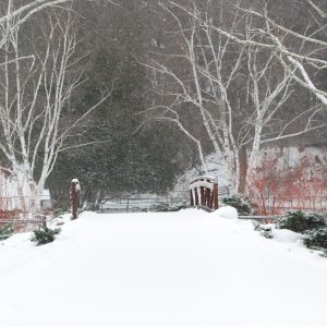 A wintry, snowy view of the Sanctuary's foot bridge lined by birch trees.