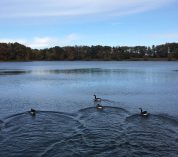 Canada geese create ripples in the water as they float on Wintergreen Lake.