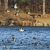 Ducks fly just over Wintergreen Lake during autumn at the W.K. Kellogg Bird Sanctuary. Credit to Roy Van Loo Jr.