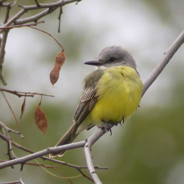 RIVERSIDE: War birds can be seen, flown in rare show – Press