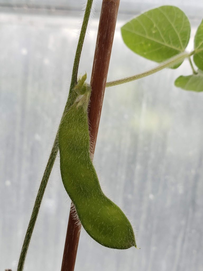 Close-up photo of a soybean.