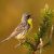 A Kirtland’s Warbler sings while perching on a tree branch. Credit to Josh Haas.