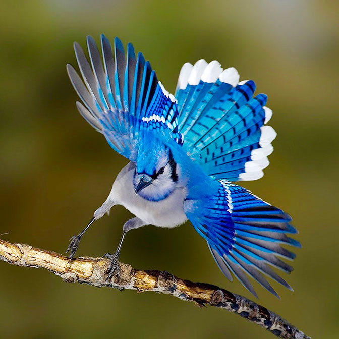 Flight of the Blue Jay, Birds, Animals