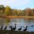 An autumn scene at the W.K. Kellogg Bird Sanctuary, with silhouettes of swans and geese against Wintergreen Lake.