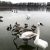 Geese, swans and ducks stand on a frozen section of Wintergreen Lake at the W.K. Kellogg Bird Sanctuary.