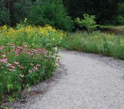 Native wildflowers bloom in the W.K. Kellogg Bird Sanctuary's native pollinator garden.