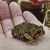 Close-up of a Fowler’s toad, held in the palm of a hand.