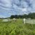 A field at the KBS Long-term Ecological Research site, dotted with open-top chambers, is part of a study exploring how plant communities respond to stress.