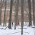 Two people help in collecting tree sap to make maple syrup at the W.K. Experimental Forest.